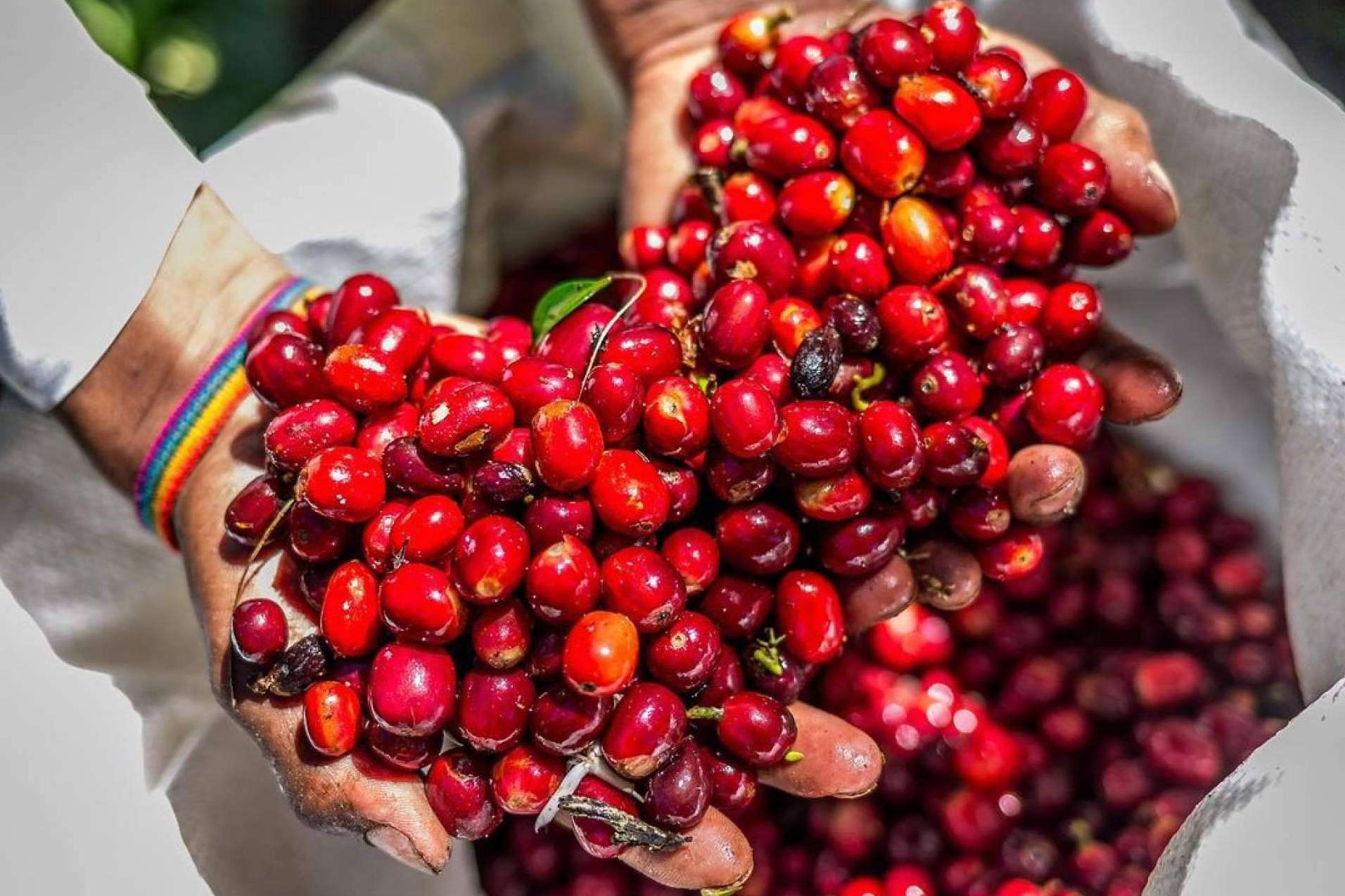 Café Catuai Rojo