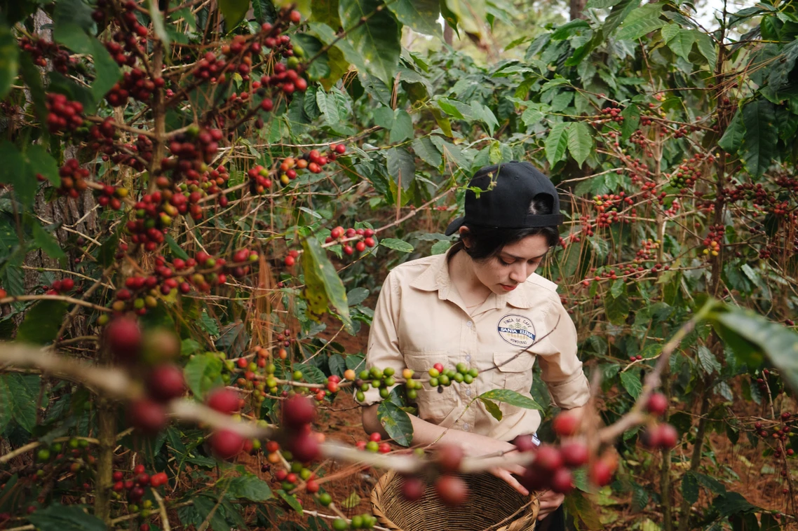 La Historia Detrás de los Gran Cafés de Honduras