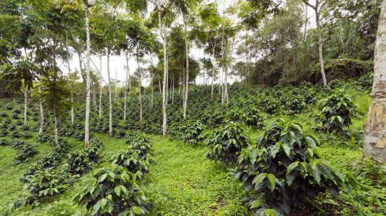 Agrofloresta y café en Uruguay: el futuro sostenible del grano