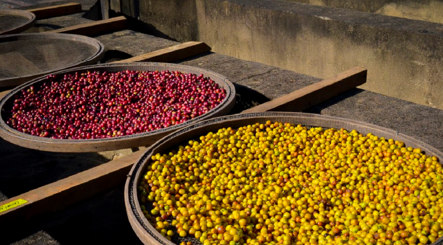 Café Catuaí: por qué esta variedad conquista a los amantes del buen café